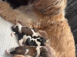 Stunning Shih Tzu puppies