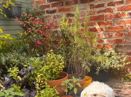 Gorgeous Maltipoo Stud -Benji