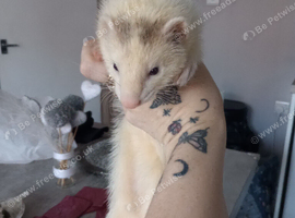 Male White & grey ferret