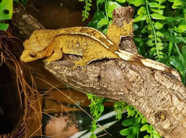 Yellow Female Crestie