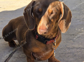 Mini datchund