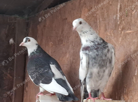 Pigeons, mixed 9 need new aviary