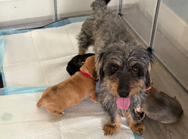 5 gorgeous doxipoo&rsquo;s
