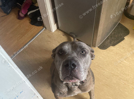Zeus male cane corso
