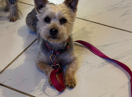 Yorkshire terrier girl
