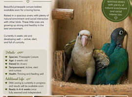 Mutation Green Cheek Conures