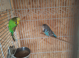 7 budgies
