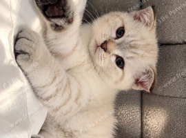 Scottish fold x British shorthair kitten!
