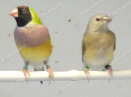 Gouldian Hens for Sale &pound;60.00 No Offers