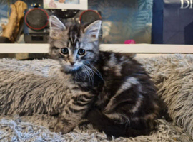Lovely adorable male kittens x2 for sale