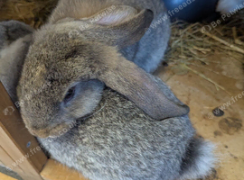 Large french lop