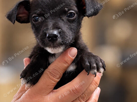 Patterdale boy and girl 8 weeks old
