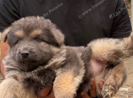 Chunky long haired puppies