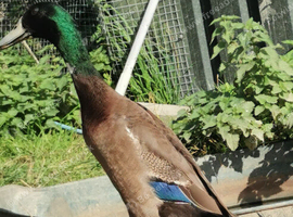 Indian Runner Duck drakes