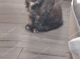 Kittens for sale