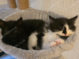 2 girls looking for forever home