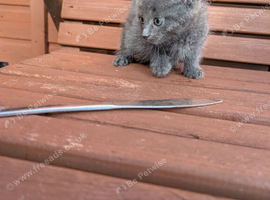 Kittens