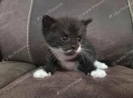 2 beautiful kittens for sale 1 male 1 female