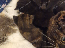 5 beautiful babies ready now