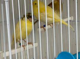 2026 Canary