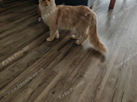 Full pedigree Maine coon