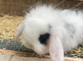 Mini Lion Lop Boys 9 Weeks Old
