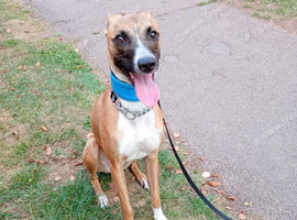 Whippet cross BelgianMalinois