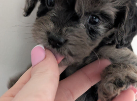 Beautiful mixed cockapoo and cavapoo puppies