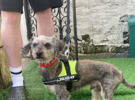 Miniature poodle x