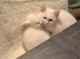 3 lovely kitten , 2 whites and a long hair tabby