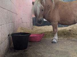 Shetland stallion
