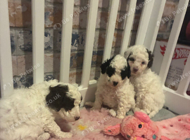 Toy poodles x mini cockapoo