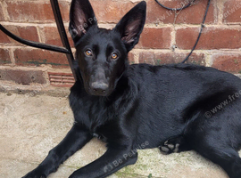 German shepherd/ malinois