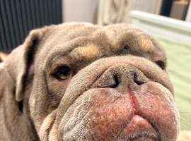 5 year old bulldog