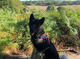 Akita Stud Available - Odin