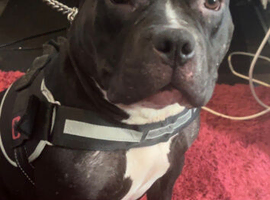 Female pocket bully