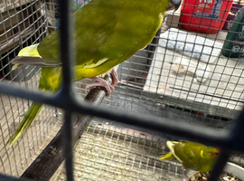 Breeding Pair of Kakariki parrots ready for breeding