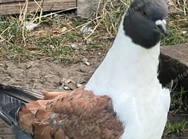 A pair ofVery nice colour and very good quality and good healthy Modena pigeon