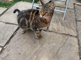 Tabby girl