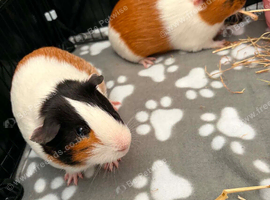 Percy and Peanut