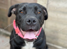 Staffy x Mastiff Female