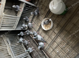 I have. 12 racing pigeons for sale