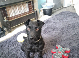 Mixed breed Patterdale