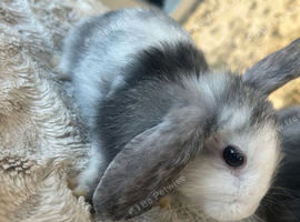 Bunnys for sale