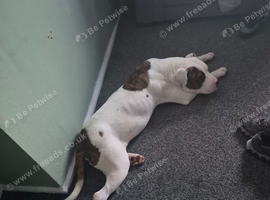Cane corso cross