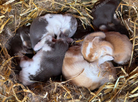 Pure French Lop Babies