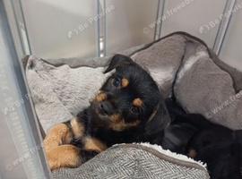 Beautiful Chorkie puppies, only 1 boy left