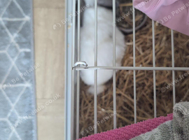 Lopped ear doe for sale
