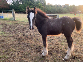 Blanket spot cob colt foal