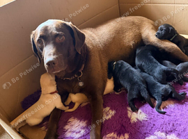Kc Laabpark puppies